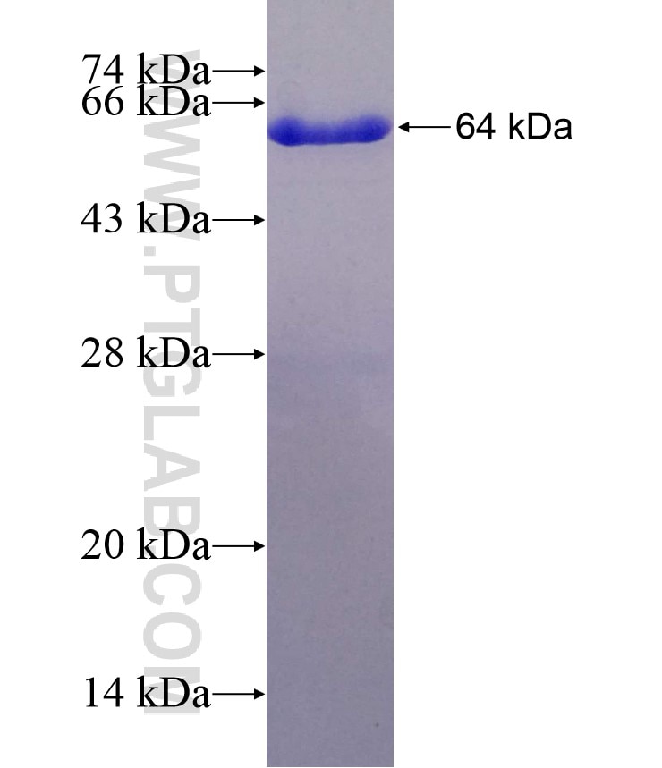 KLC1 fusion protein Ag13570 SDS-PAGE