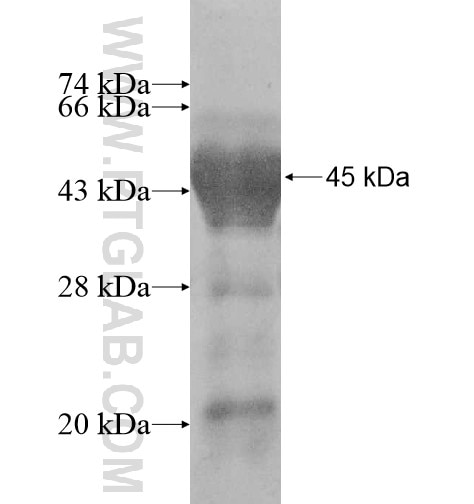 KLC2 fusion protein Ag11158 SDS-PAGE