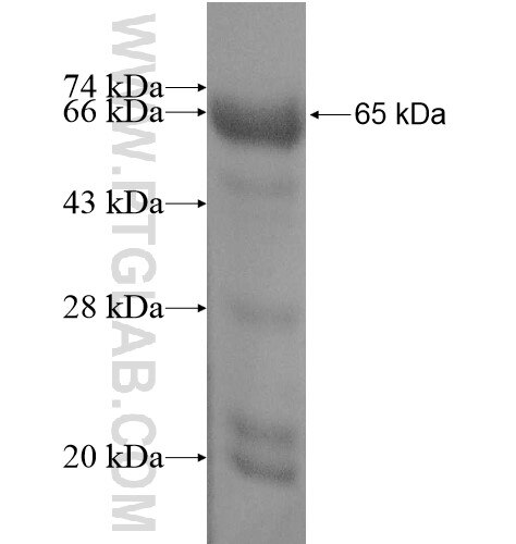 KLC2 fusion protein Ag11295 SDS-PAGE
