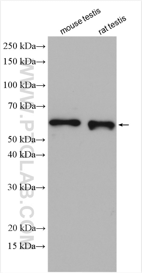 Western Blot (WB) analysis of various lysates using KLC3 Polyclonal antibody (11645-1-AP)