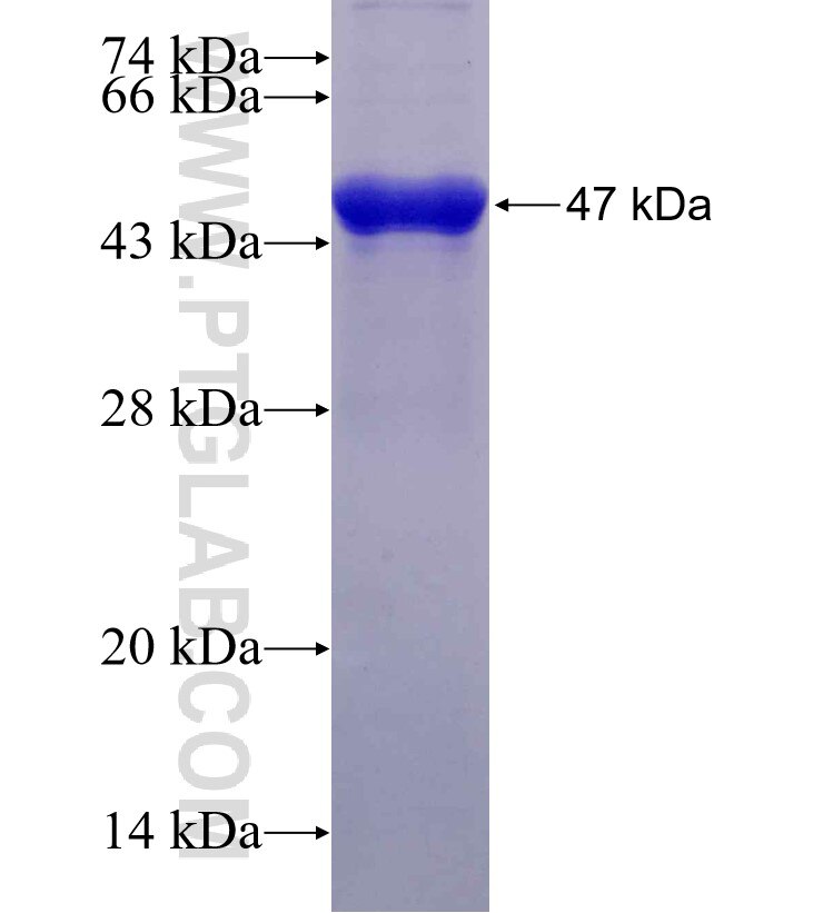KLC3 fusion protein Ag2243 SDS-PAGE