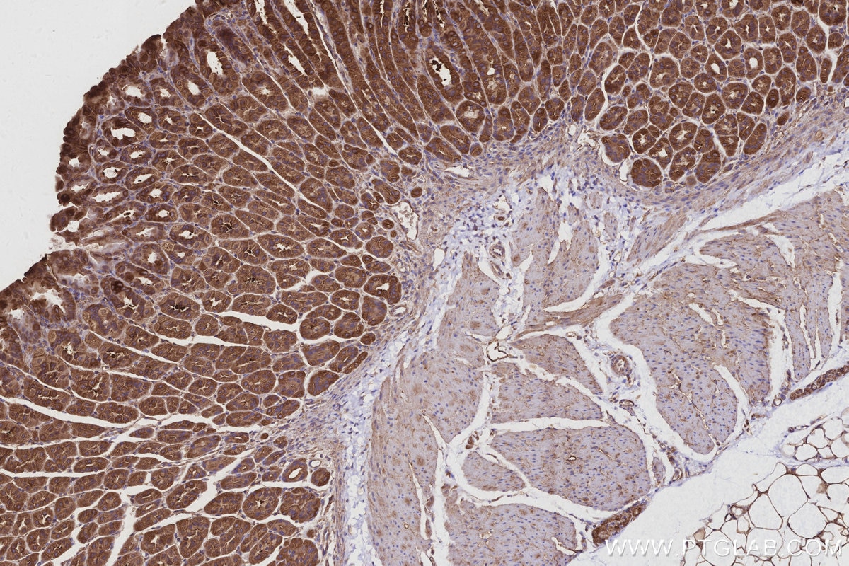 IHC staining of mouse stomach using 16493-1-AP Immunohistochemistry (IHC) staining of mouse stomach tissue using KLC4 Polyclonal antibody (16493-1-AP)