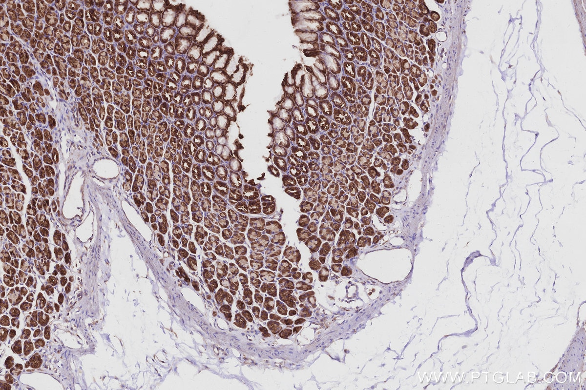 IHC staining of rat stomach using 16493-1-AP Immunohistochemistry (IHC) staining of rat stomach tissue using KLC4 Polyclonal antibody (16493-1-AP)
