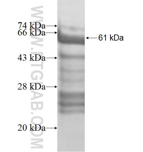 KLC4 fusion protein Ag9621 SDS-PAGE