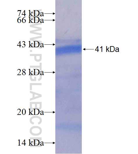 KLC4 fusion protein Ag9640 SDS-PAGE