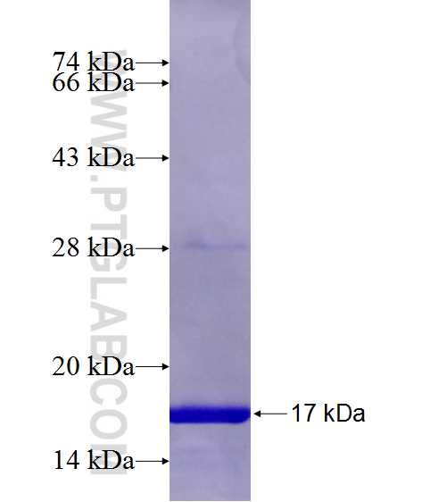 KLF1 fusion protein Ag13469 SDS-PAGE
