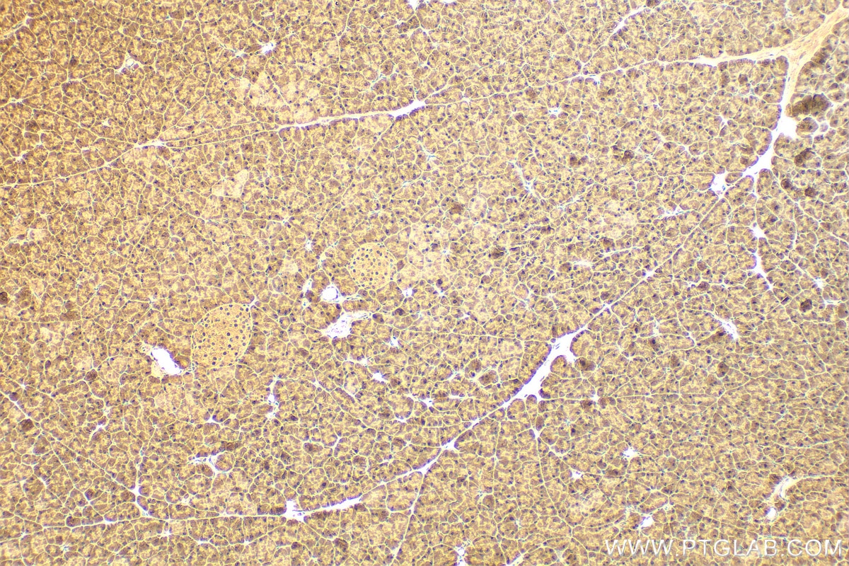 Immunohistochemistry (IHC) staining of mouse pancreas tissue using KLF10 Polyclonal antibody (29709-1-AP)
