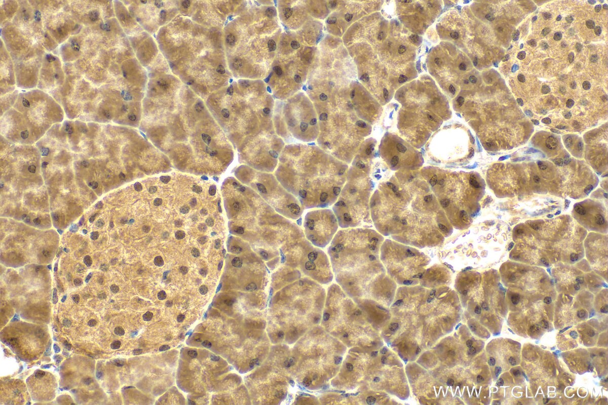 Immunohistochemistry (IHC) staining of mouse pancreas tissue using KLF10 Polyclonal antibody (29709-1-AP)