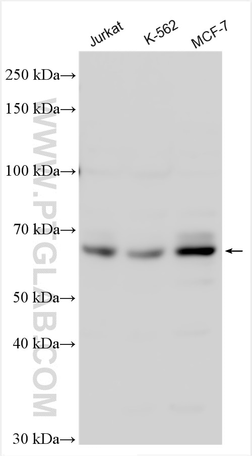 Western Blot (WB) analysis of various lysates using KLF10 Polyclonal antibody (29709-1-AP)