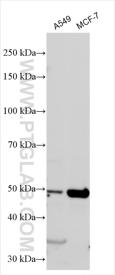 Western Blot (WB) analysis of various lysates using KLF10 Polyclonal antibody (29709-1-AP)