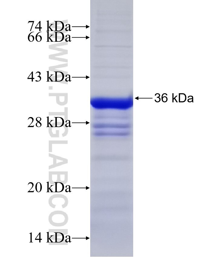 KLF10 fusion protein Ag31754 SDS-PAGE
