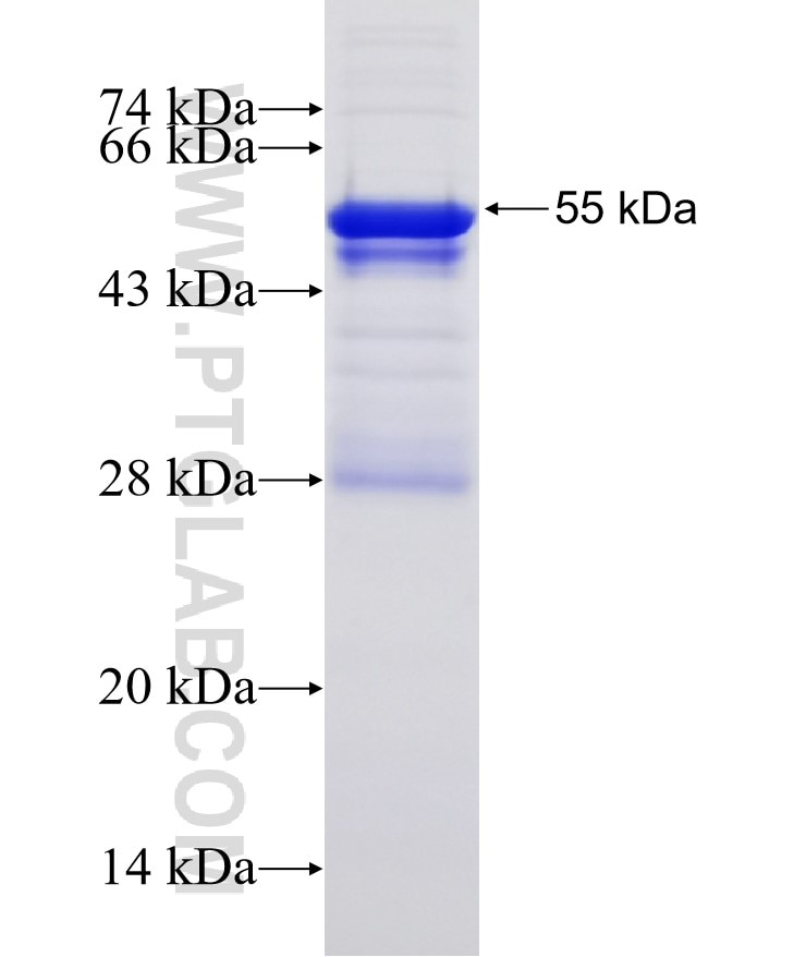 KLF10 fusion protein Ag31772 SDS-PAGE
