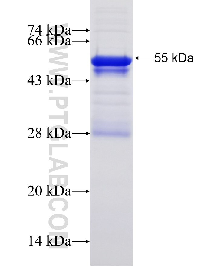 KLF10 fusion protein Ag31772 SDS-PAGE