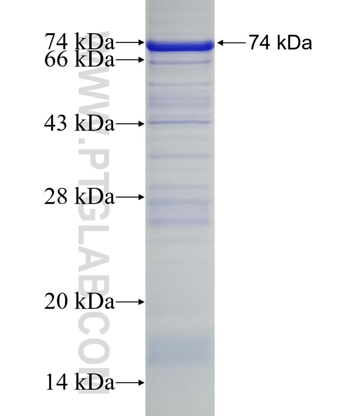 KLF10 fusion protein Ag2482 SDS-PAGE