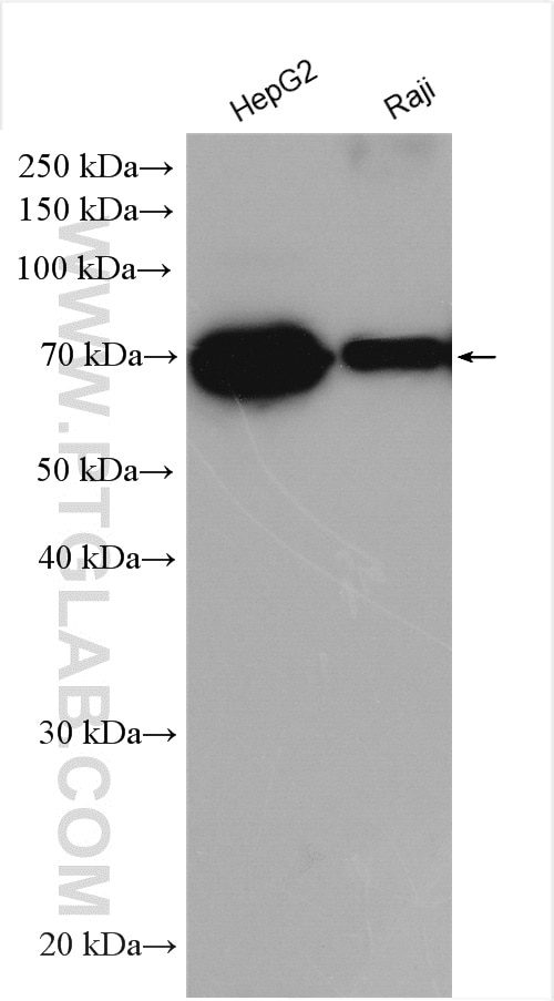 Western Blot (WB) analysis of various lysates using KLF12 Polyclonal antibody (13156-1-AP)