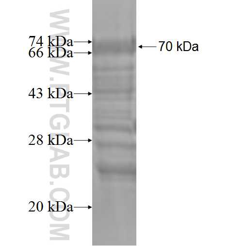 KLF12 fusion protein Ag3788 SDS-PAGE