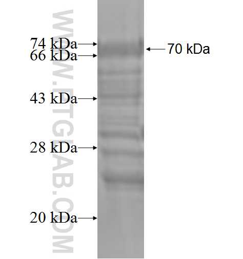 KLF12 fusion protein Ag3788 SDS-PAGE