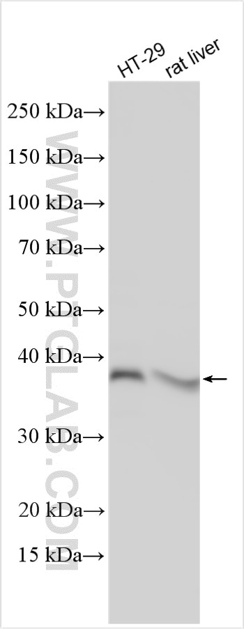 Western Blot (WB) analysis of various lysates using KLF13 Polyclonal antibody (18352-1-AP)