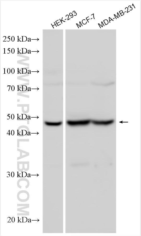 Western Blot (WB) analysis of various lysates using KLF15 Polyclonal antibody (13749-1-AP)