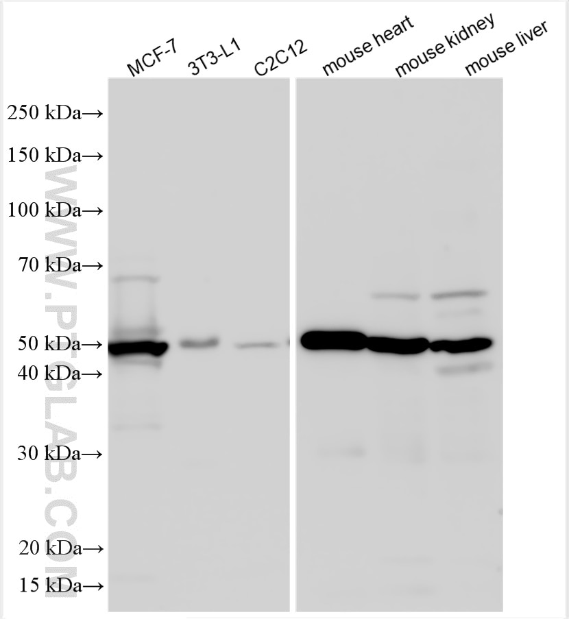 Western Blot (WB) analysis of various lysates using KLF15 Polyclonal antibody (13749-1-AP)