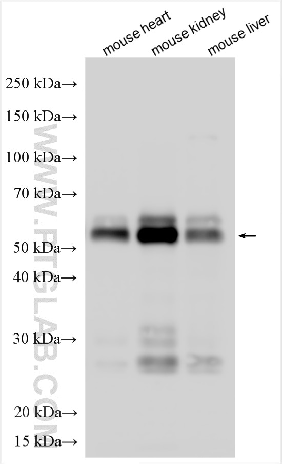 Western Blot (WB) analysis of various lysates using KLF15 Monoclonal antibody (66185-1-Ig)