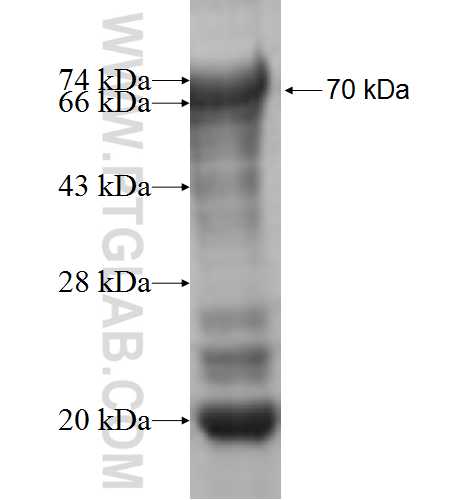 KLF15 fusion protein Ag4690 SDS-PAGE