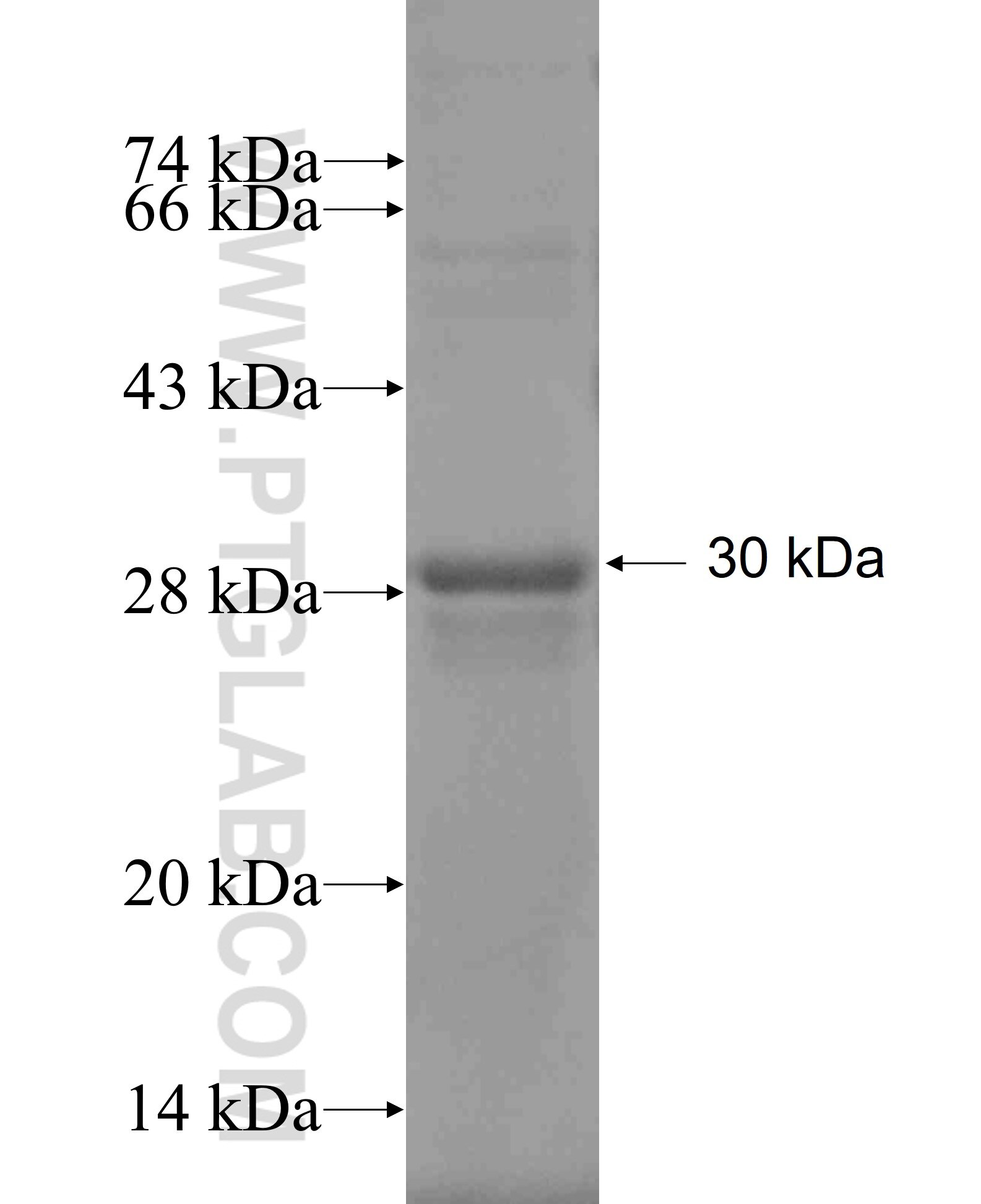 KLF16 fusion protein Ag20503 SDS-PAGE