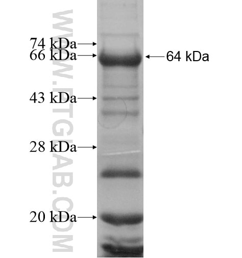 KLF17 fusion protein Ag11800 SDS-PAGE