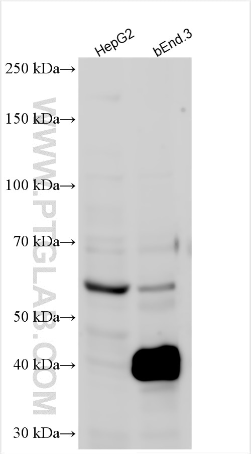 Western Blot (WB) analysis of various lysates using KLF2 Polyclonal antibody (23384-1-AP)