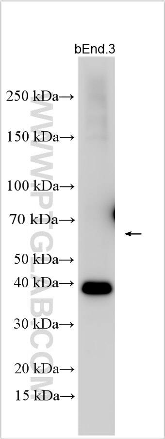 Western Blot (WB) analysis of various lysates using KLF2 Polyclonal antibody (31170-1-AP)