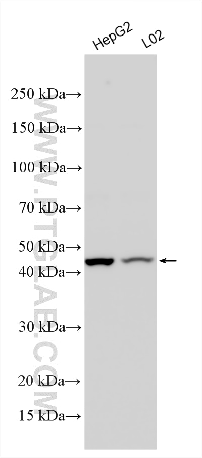 WB analysis using 31170-1-AP Western Blot (WB) analysis of various lysates using KLF2 Polyclonal antibody (31170-1-AP)
