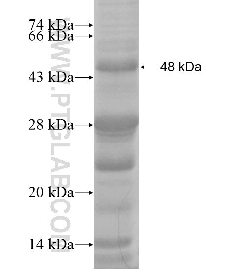 KLF2 fusion protein Ag20019 SDS-PAGE