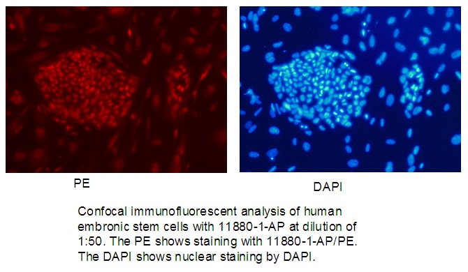 Immunofluorescence (IF) / fluorescent staining of human embronic stem cells using KLF4 Polyclonal antibody (11880-1-AP)