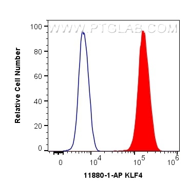Flow cytometry (FC) experiment of HeLa cells using KLF4 Polyclonal antibody (11880-1-AP)