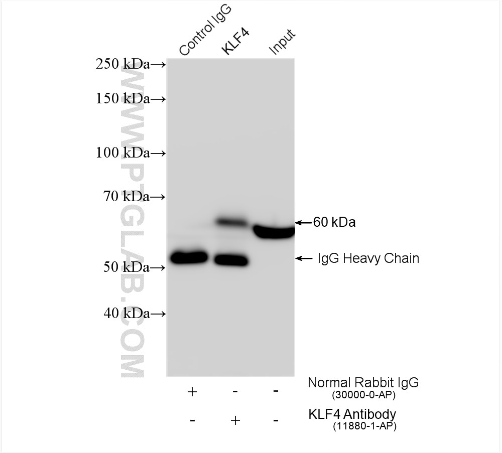 Immunoprecipitation (IP) experiment of HeLa cells using KLF4 Polyclonal antibody (11880-1-AP)