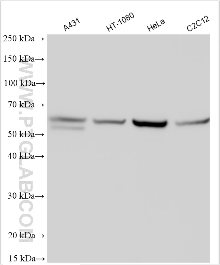 Western Blot (WB) analysis of various lysates using KLF4 Polyclonal antibody (11880-1-AP)