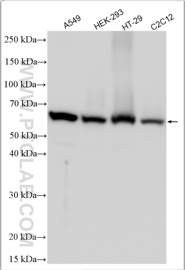 Western Blot (WB) analysis of various lysates using KLF4 Polyclonal antibody (11880-1-AP)