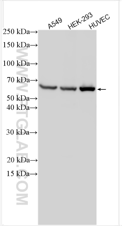 Western Blot (WB) analysis of various lysates using KLF4 Polyclonal antibody (11880-1-AP)