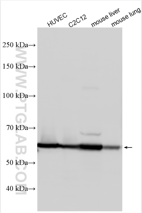 Western Blot (WB) analysis of various lysates using KLF4 Polyclonal antibody (11880-1-AP)