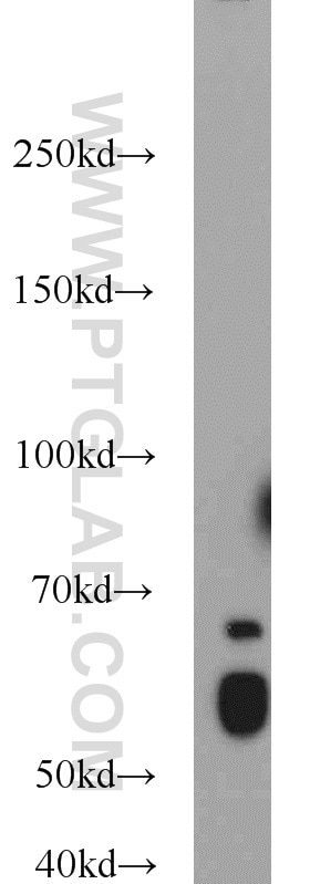 KLF4 Polyclonal antibody