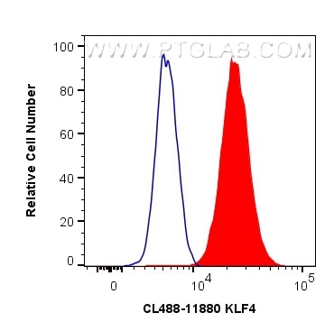 Flow cytometry (FC) experiment of HeLa cells using CoraLite® Plus 488-conjugated KLF4 Polyclonal anti (CL488-11880)