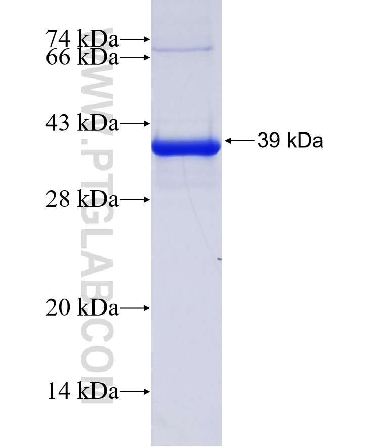 KLF4 fusion protein Ag27683 SDS-PAGE