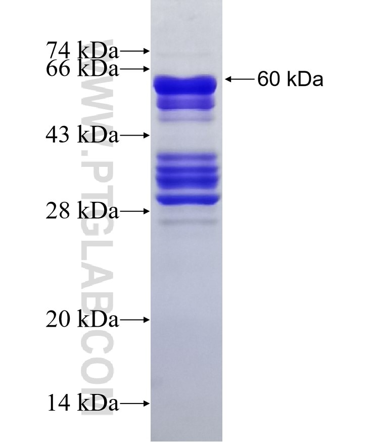 KLF4 fusion protein Ag2480 SDS-PAGE