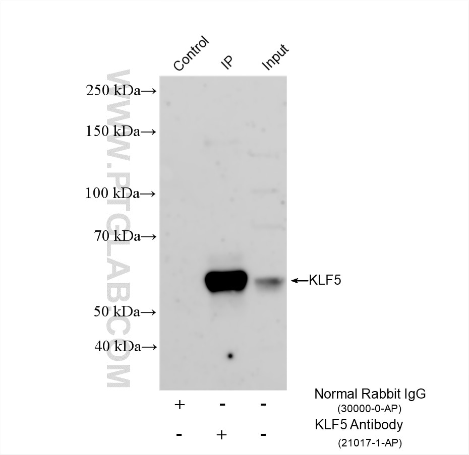 Immunoprecipitation (IP) experiment of HeLa cells using KLF5 Polyclonal antibody (21017-1-AP)