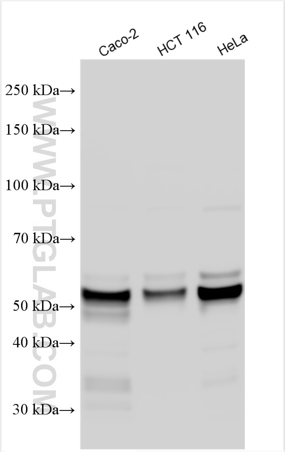 Western Blot (WB) analysis of various lysates using KLF5 Polyclonal antibody (21017-1-AP)