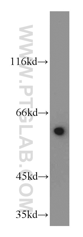 Western Blot (WB) analysis of HT-1080 cells using KLF5 Polyclonal antibody (21017-1-AP)