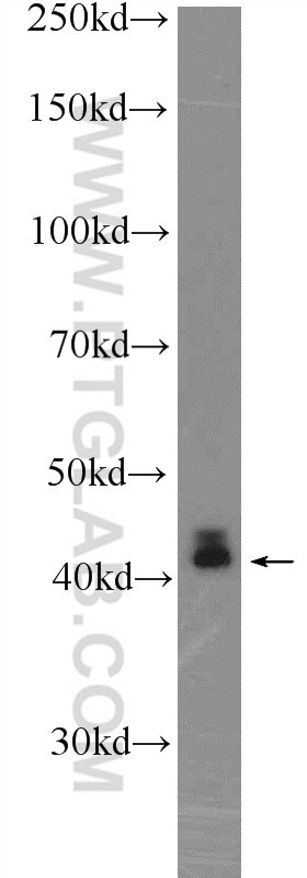 Western Blot (WB) analysis of mouse colon tissue using KLF6 Polyclonal antibody (14716-1-AP)