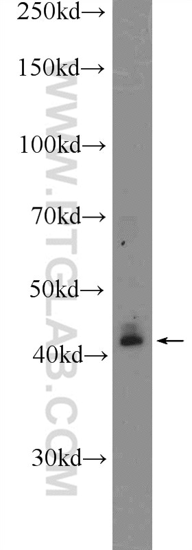 Western Blot (WB) analysis of mouse colon tissue using KLF6 Polyclonal antibody (14716-1-AP)