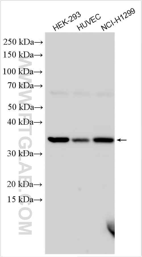 Western Blot (WB) analysis of various lysates using KLF6 Polyclonal antibody (14716-1-AP)