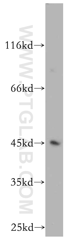 Western Blot (WB) analysis of mouse thymus tissue using KLF6 Polyclonal antibody (14716-1-AP)